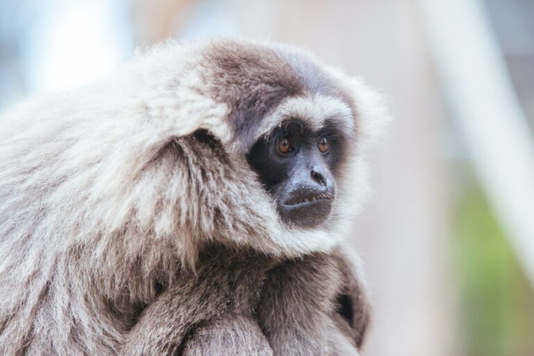 A Silvery Gibbon in Australia