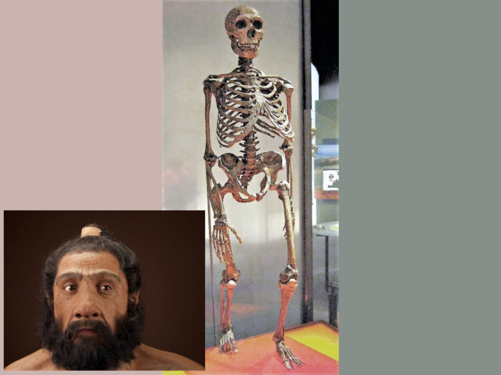Split from Neanderthals 400,000 BCE