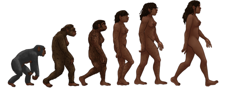 The female human evolution.