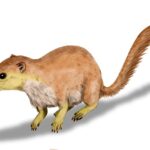 © N. Tamura (CC BY-SA)