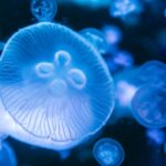 Jellyfish moving through water