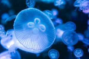 Jellyfish moving through water