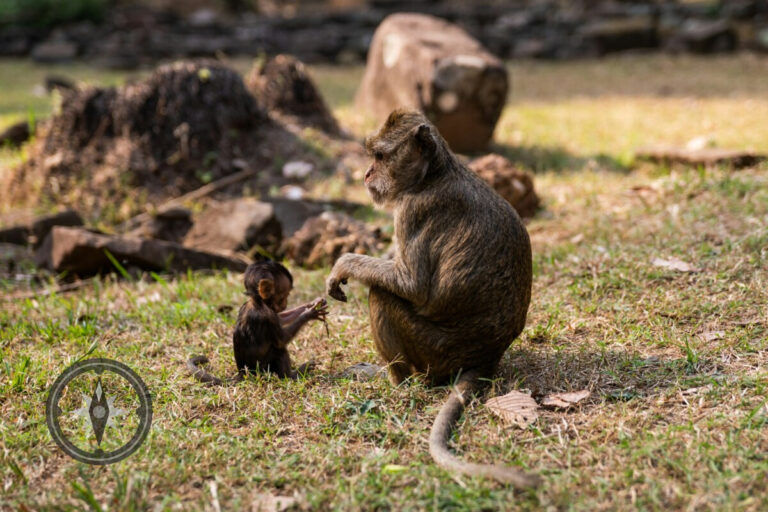 Macaque monkeys, mother and baby monkey.