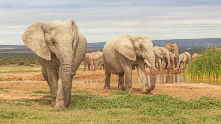 Elephants in Addo Elephant National Park