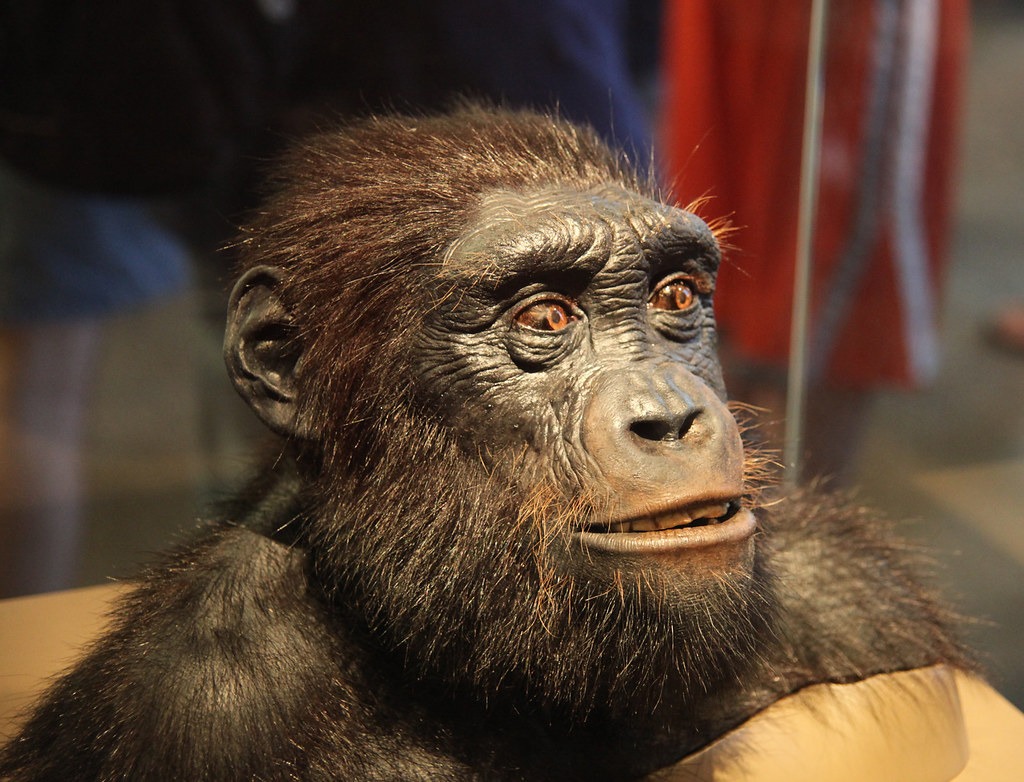 Hominini Tribe: Chimpanzee Branch Off