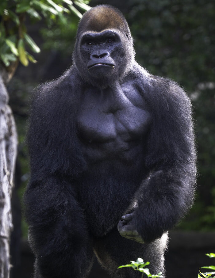 Modern Gorilla Species