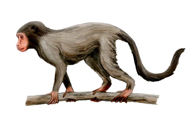 Early Intelligence Emerges: Aegyptopithecus zeuxis