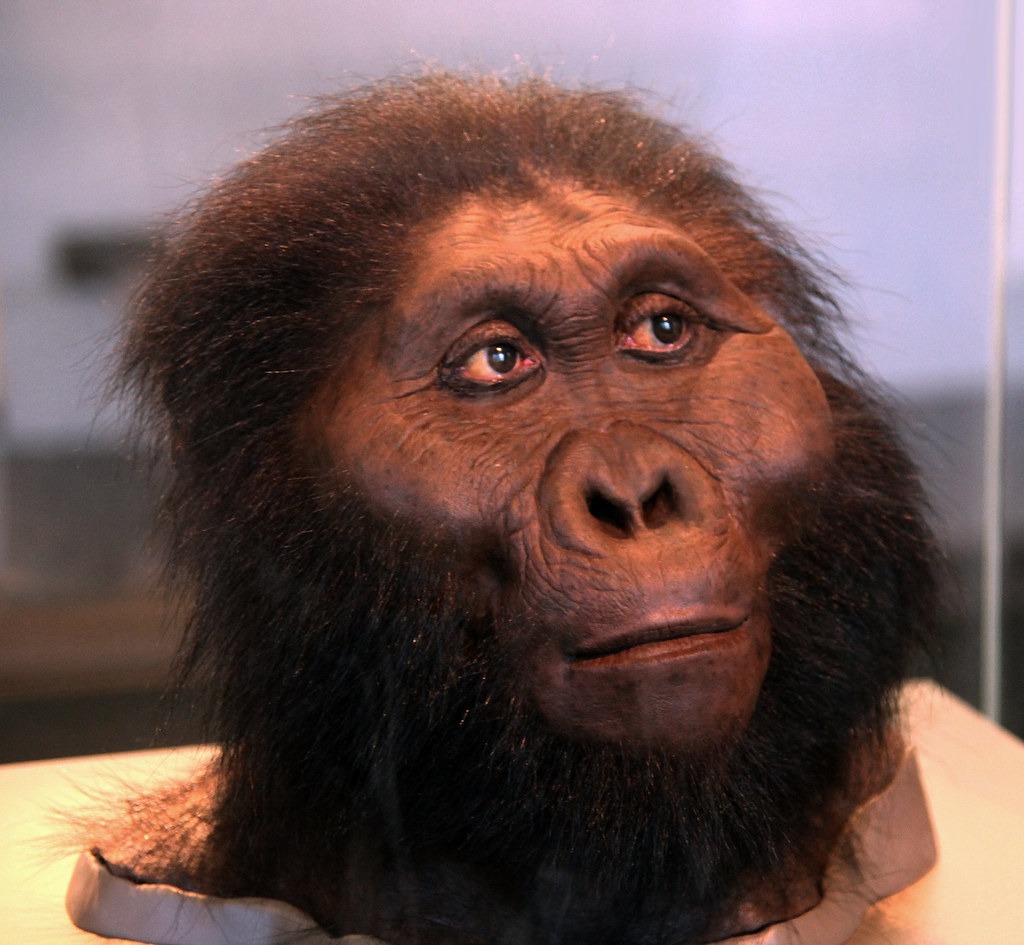 Paranthropus Genus