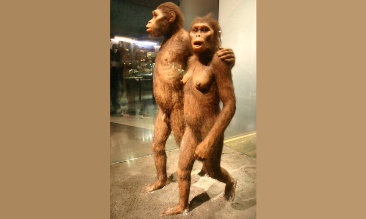 Genus: Australopithecus