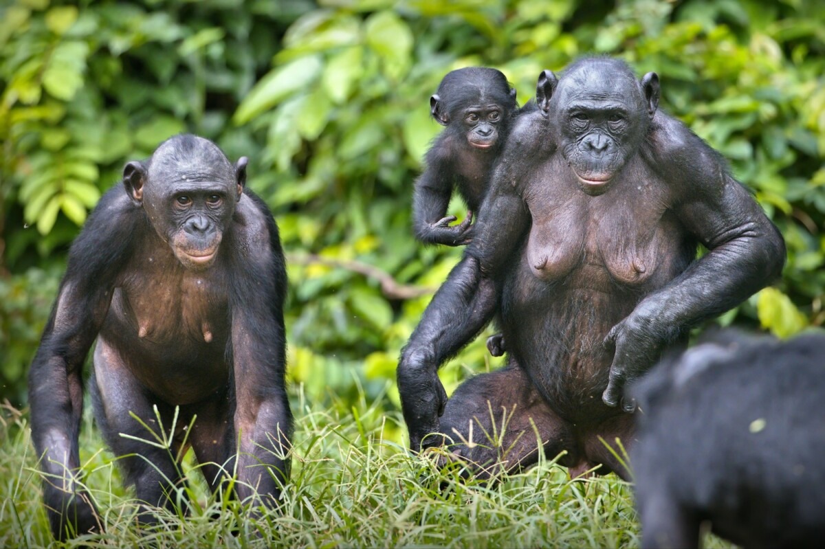Bonobo chimpanzees in the wilderness in Democratic Republic of the Congo