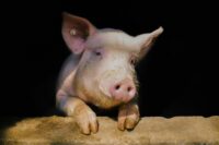 Closeup shot of a cute pig on a black background