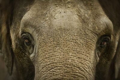 Closeup shot of the face of a muddy elephant