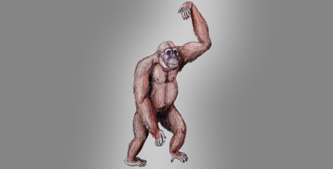 Cultural Transmission Emerges: Dryopithecus Branch Off