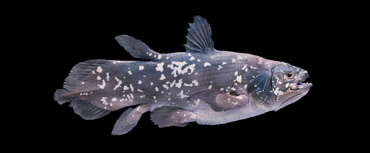 Living fossil fish, Coelacanth.