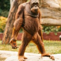 Orangutan standing