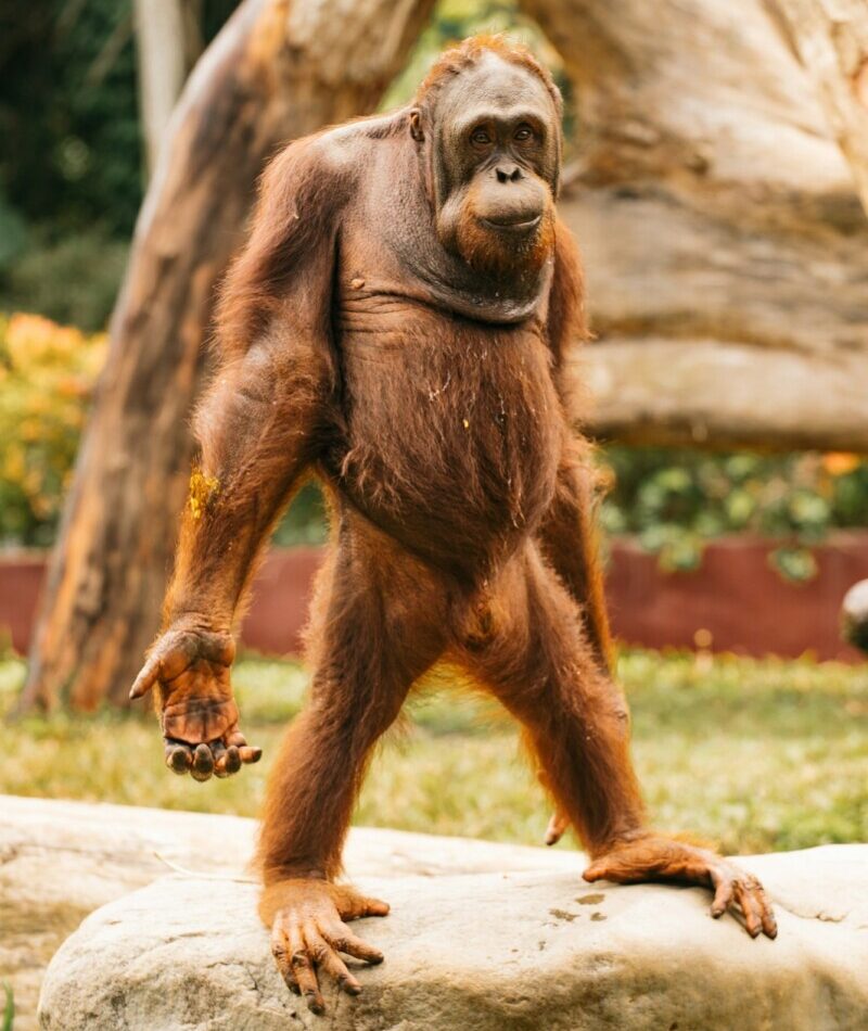 Orangutan standing