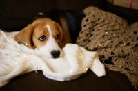 Sad dog Beagle is lying on the sofa, on a knitted blanket