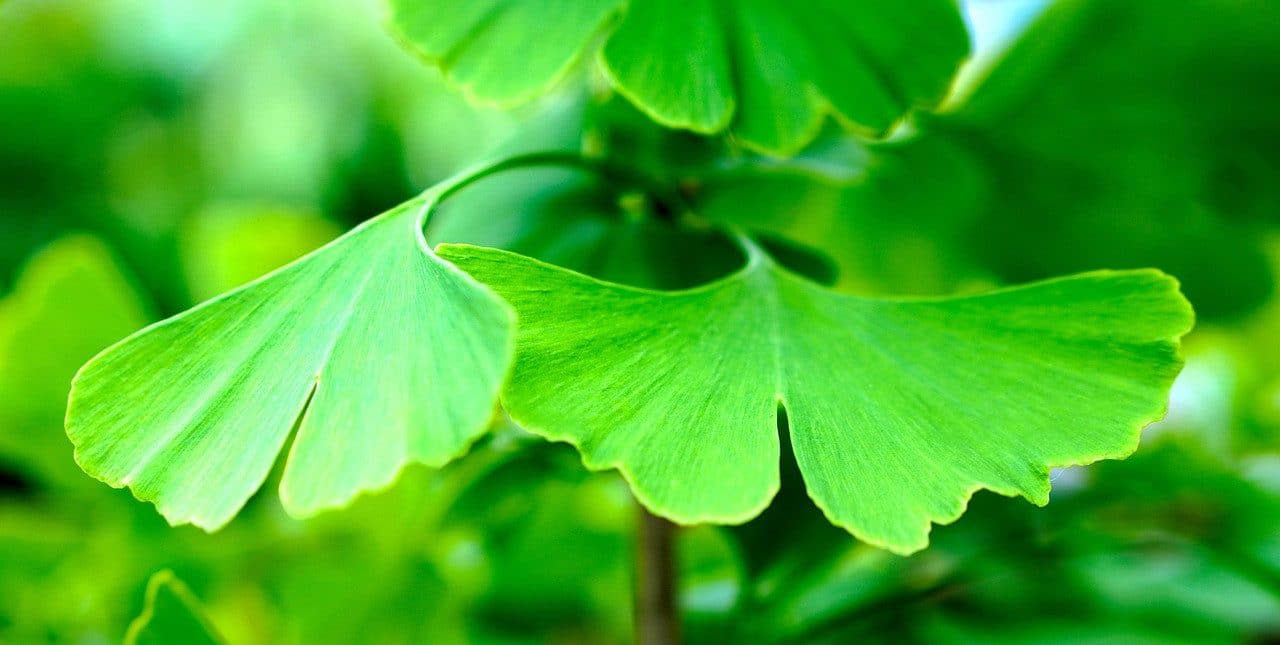 ginko, leaf, ginko tree, ginko leaf, nature, medicinal plant, green, tree, ginko, ginko, ginko, ginko, ginko, ginko tree