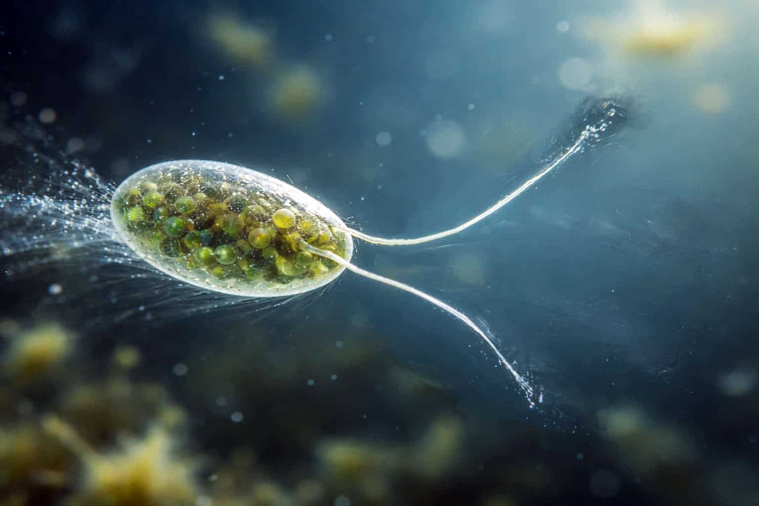 Bikonts: Plant Ancestors Split Off Again (Front-Pull Pioneers)