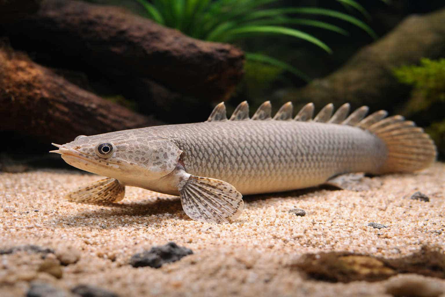 The Senegal Bichir: A Living Fossil