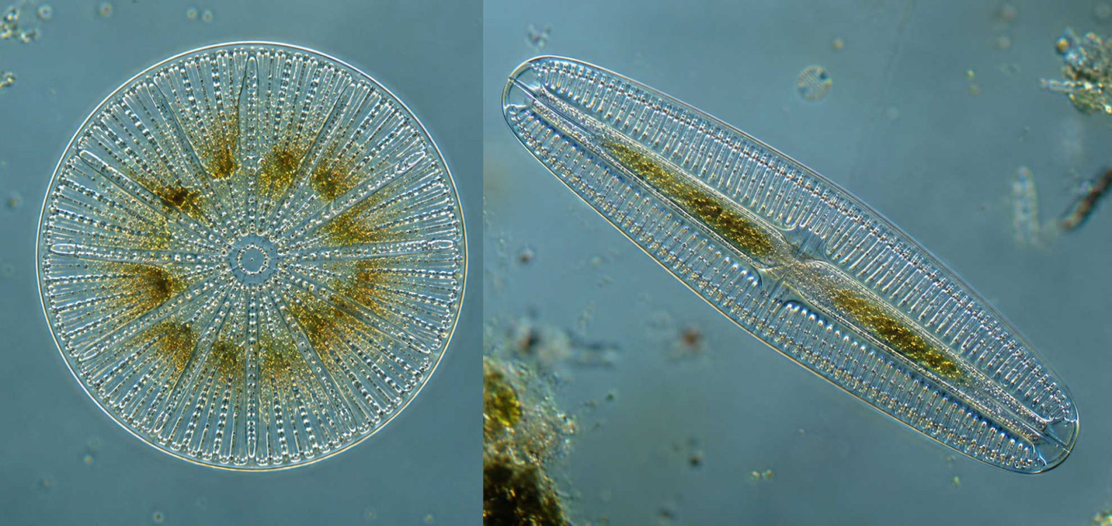 Diatoms Emerge